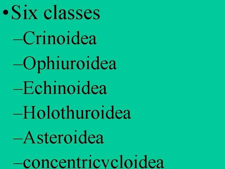  • Six classes –Crinoidea –Ophiuroidea –Echinoidea –Holothuroidea –Asteroidea –concentricycloidea 