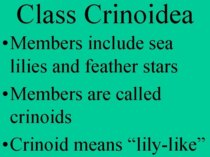 Class Crinoidea • Members include sea lilies and feather stars • Members are called