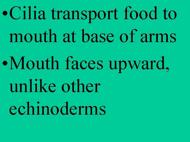  • Cilia transport food to mouth at base of arms • Mouth faces