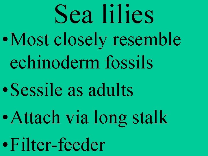Sea lilies • Most closely resemble echinoderm fossils • Sessile as adults • Attach