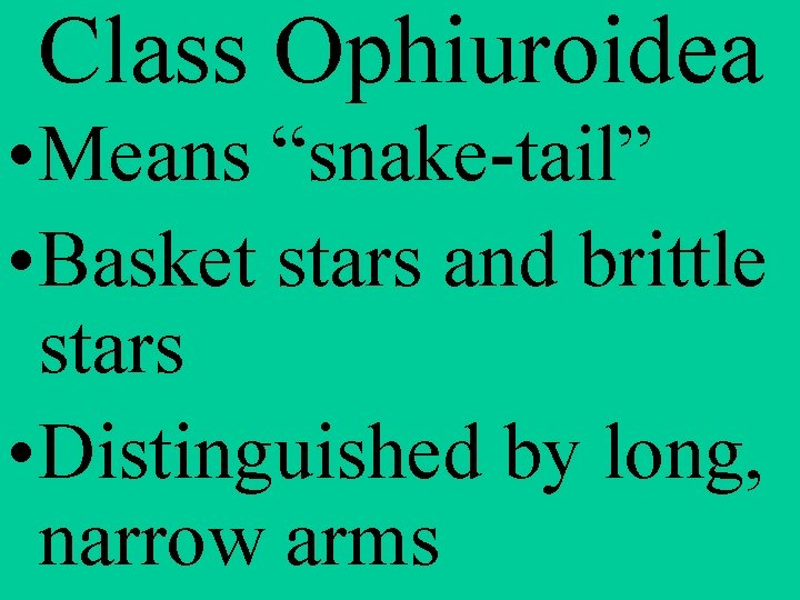 Class Ophiuroidea • Means “snake-tail” • Basket stars and brittle stars • Distinguished by