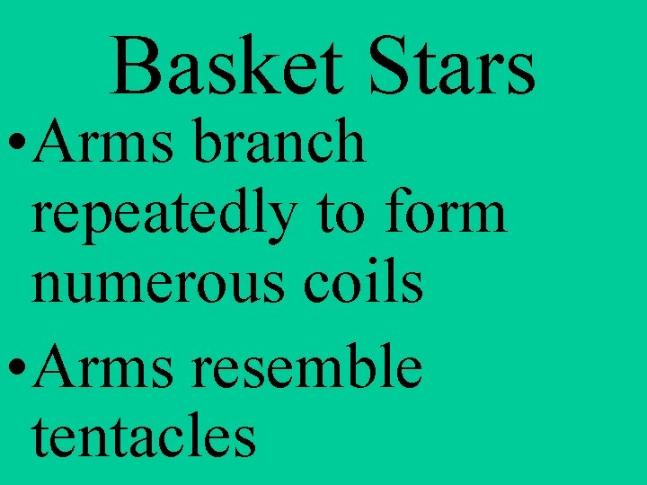 Basket Stars • Arms branch repeatedly to form numerous coils • Arms resemble tentacles