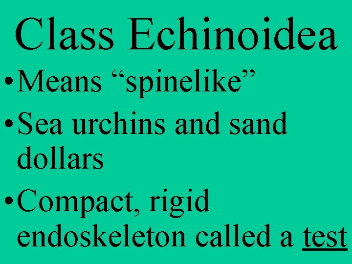 Class Echinoidea • Means “spinelike” • Sea urchins and sand dollars • Compact, rigid