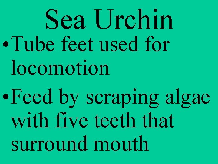 Sea Urchin • Tube feet used for locomotion • Feed by scraping algae with