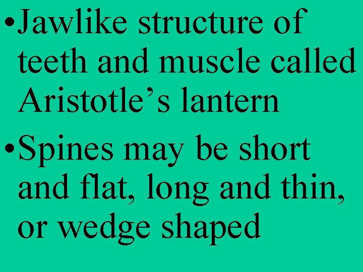  • Jawlike structure of teeth and muscle called Aristotle’s lantern • Spines may