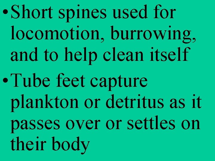  • Short spines used for locomotion, burrowing, and to help clean itself •