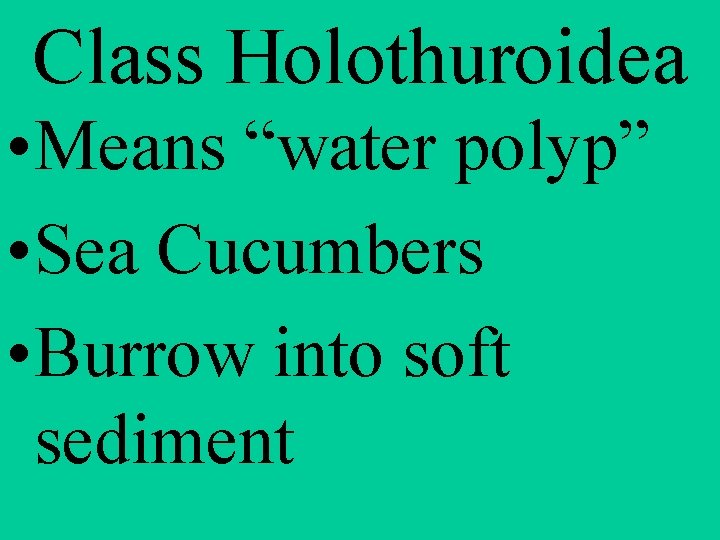 Class Holothuroidea • Means “water polyp” • Sea Cucumbers • Burrow into soft sediment