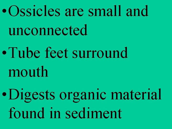  • Ossicles are small and unconnected • Tube feet surround mouth • Digests