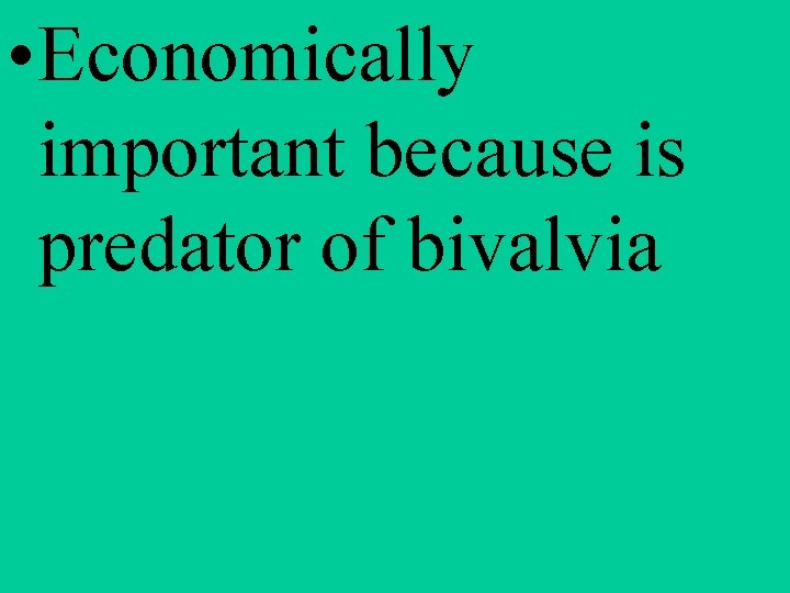  • Economically important because is predator of bivalvia 