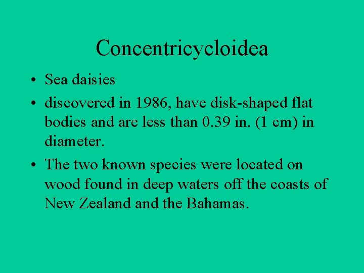 Concentricycloidea • Sea daisies • discovered in 1986, have disk-shaped flat bodies and are