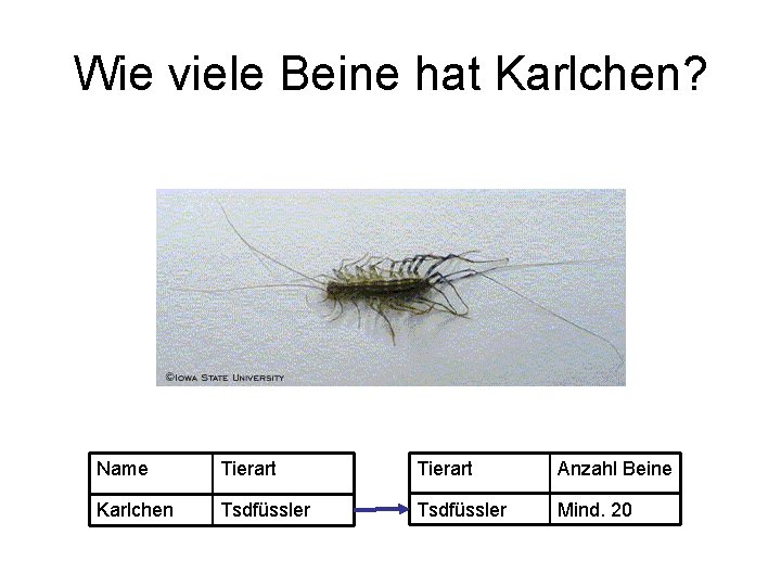 Wie viele Beine hat Karlchen? Name Tierart Anzahl Beine Karlchen Tsdfüssler Mind. 20 