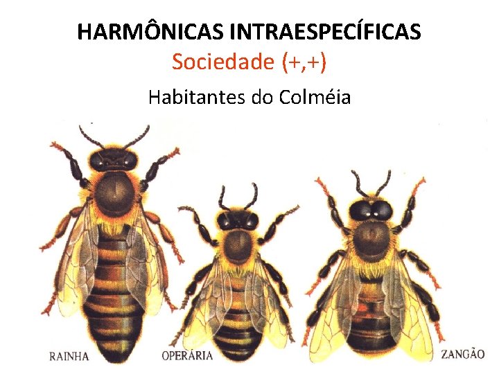 HARMÔNICAS INTRAESPECÍFICAS Sociedade (+, +) Habitantes do Colméia 