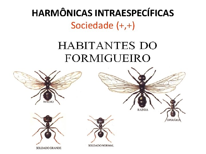 HARMÔNICAS INTRAESPECÍFICAS Sociedade (+, +) 