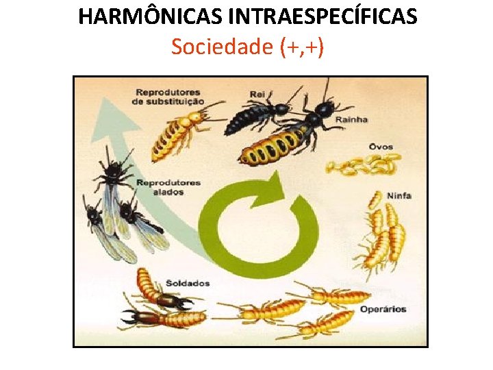 HARMÔNICAS INTRAESPECÍFICAS Sociedade (+, +) 