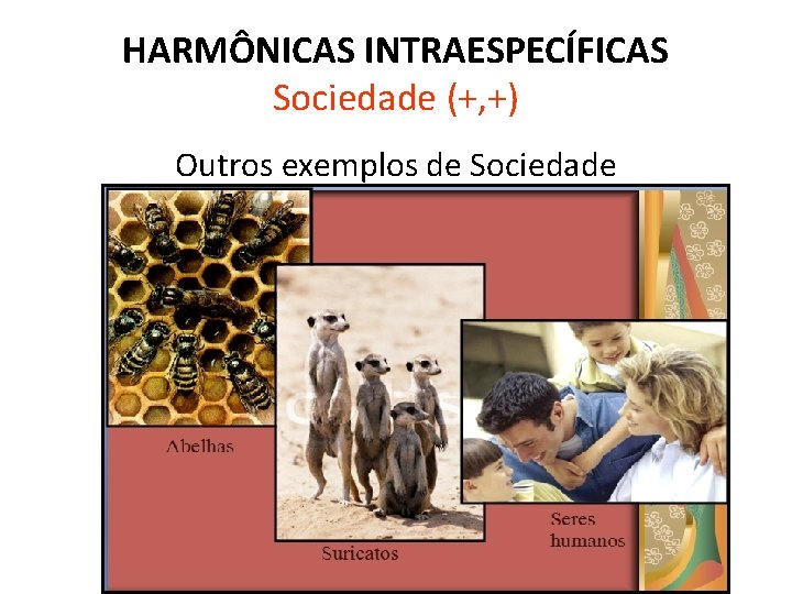 HARMÔNICAS INTRAESPECÍFICAS Sociedade (+, +) Outros exemplos de Sociedade 