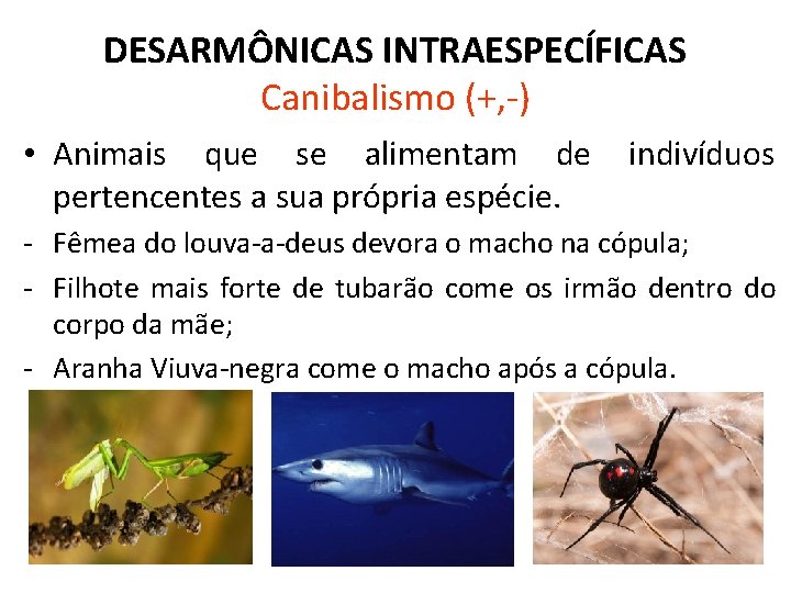 DESARMÔNICAS INTRAESPECÍFICAS Canibalismo (+, -) • Animais que se alimentam de pertencentes a sua