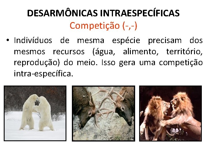 DESARMÔNICAS INTRAESPECÍFICAS Competição (-, -) • Indivíduos de mesma espécie precisam dos mesmos recursos