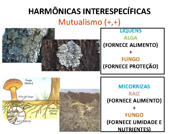 HARMÔNICAS INTERESPECÍFICAS Mutualismo (+, +) LÍQUENS ALGA (FORNECE ALIMENTO) + FUNGO (FORNECE PROTEÇÃO) MICORRIZAS