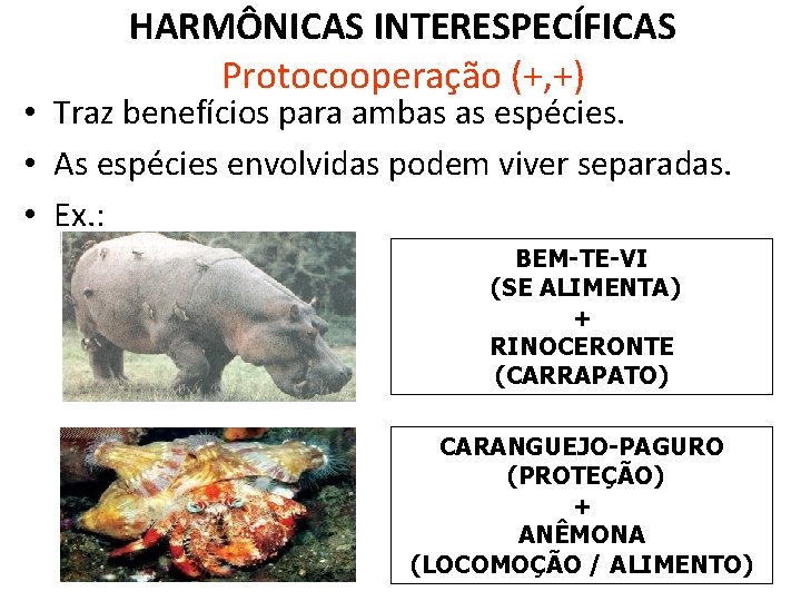 HARMÔNICAS INTERESPECÍFICAS Protocooperação (+, +) • Traz benefícios para ambas as espécies. • As