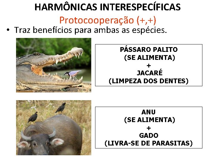 HARMÔNICAS INTERESPECÍFICAS Protocooperação (+, +) • Traz benefícios para ambas as espécies. PÁSSARO PALITO