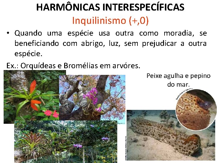 HARMÔNICAS INTERESPECÍFICAS Inquilinismo (+, 0) • Quando uma espécie usa outra como moradia, se