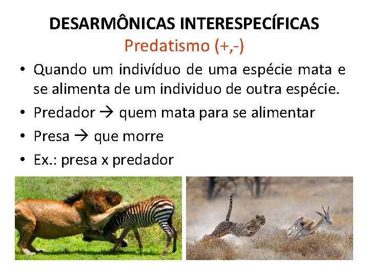 DESARMÔNICAS INTERESPECÍFICAS Predatismo (+, -) • Quando um indivíduo de uma espécie mata e