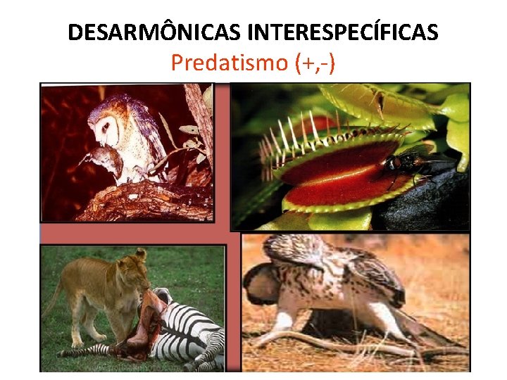 DESARMÔNICAS INTERESPECÍFICAS Predatismo (+, -) 