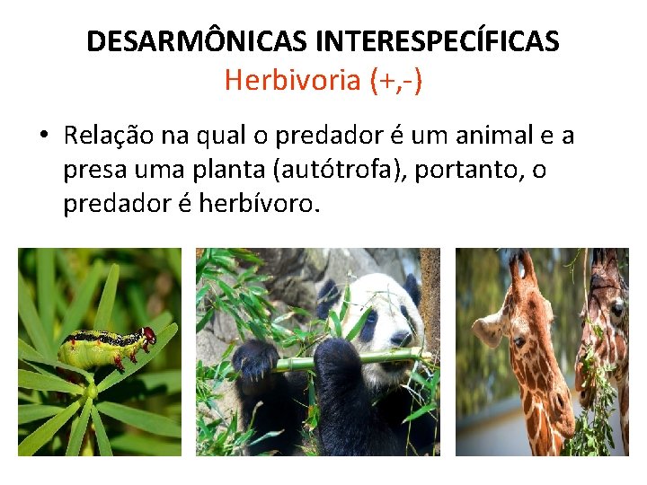 DESARMÔNICAS INTERESPECÍFICAS Herbivoria (+, -) • Relação na qual o predador é um animal