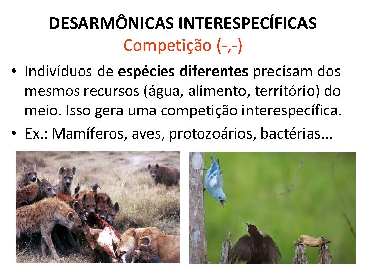 DESARMÔNICAS INTERESPECÍFICAS Competição (-, -) • Indivíduos de espécies diferentes precisam dos mesmos recursos