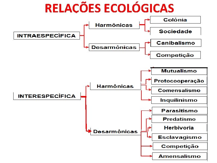 RELAÇÕES ECOLÓGICAS Harmônicas Desarmônicas 