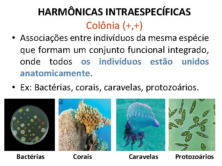 HARMÔNICAS INTRAESPECÍFICAS Colônia (+, +) • Associações entre indivíduos da mesma espécie que formam