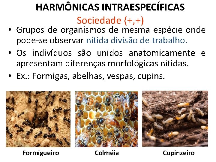 HARMÔNICAS INTRAESPECÍFICAS Sociedade (+, +) • Grupos de organismos de mesma espécie onde pode-se