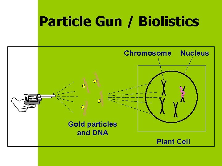 Particle Gun / Biolistics Chromosome Nucleus Gold particles and DNA Plant Cell 