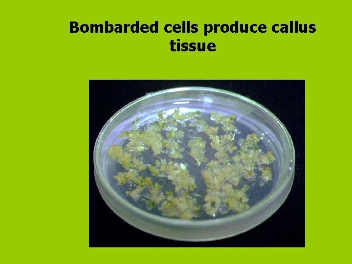 Bombarded cells produce callus tissue 