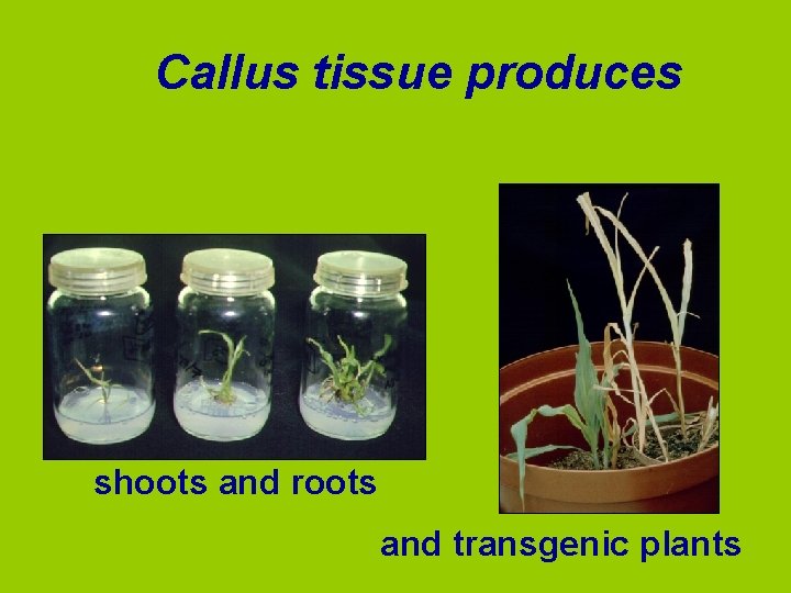 Callus tissue produces shoots and roots and transgenic plants 