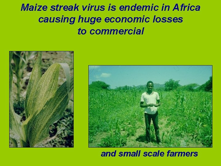 Maize streak virus is endemic in Africa causing huge economic losses to commercial and