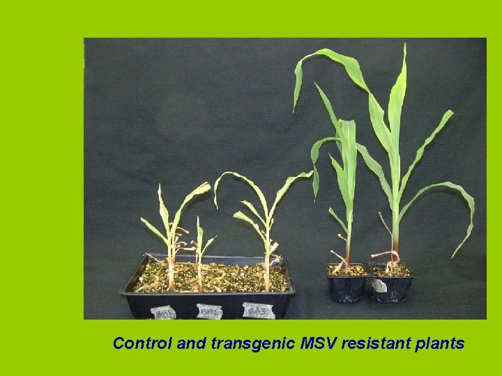 Control and transgenic MSV resistant plants 