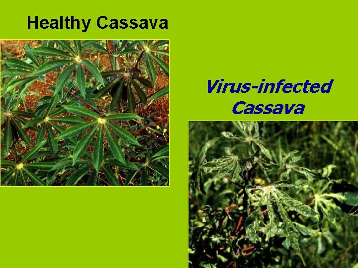 Healthy Cassava Virus-infected Cassava 