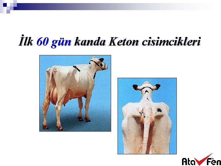 İlk 60 gün kanda Keton cisimcikleri 