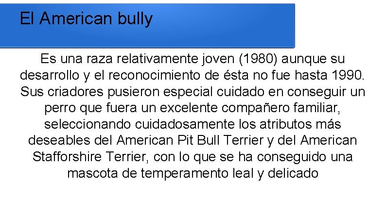 El American bully Es una raza relativamente joven (1980) aunque su desarrollo y el