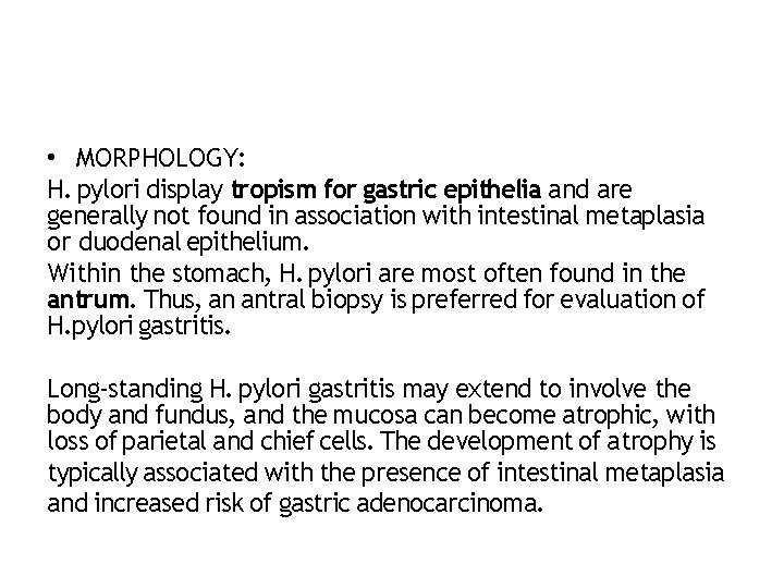  • MORPHOLOGY: H. pylori display tropism for gastric epithelia and are generally not