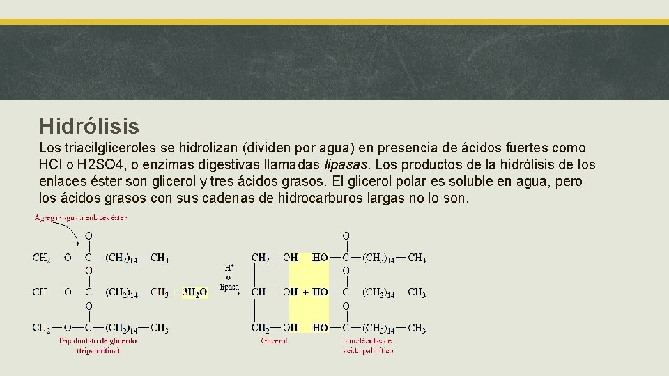 Hidrólisis Los triacilgliceroles se hidrolizan (dividen por agua) en presencia de ácidos fuertes como