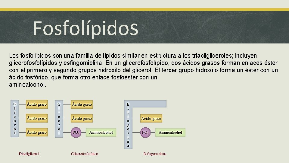 Fosfolípidos Los fosfolípidos son una familia de lípidos similar en estructura a los triacilgliceroles;