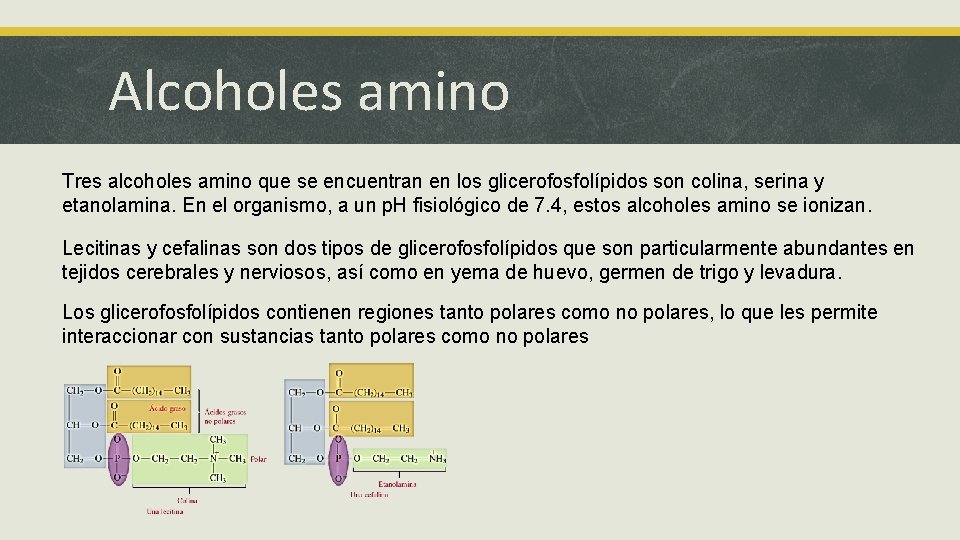 Alcoholes amino Tres alcoholes amino que se encuentran en los glicerofosfolípidos son colina, serina