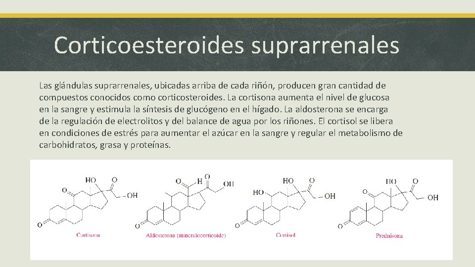 Corticoesteroides suprarrenales Las glándulas suprarrenales, ubicadas arriba de cada riñón, producen gran cantidad de
