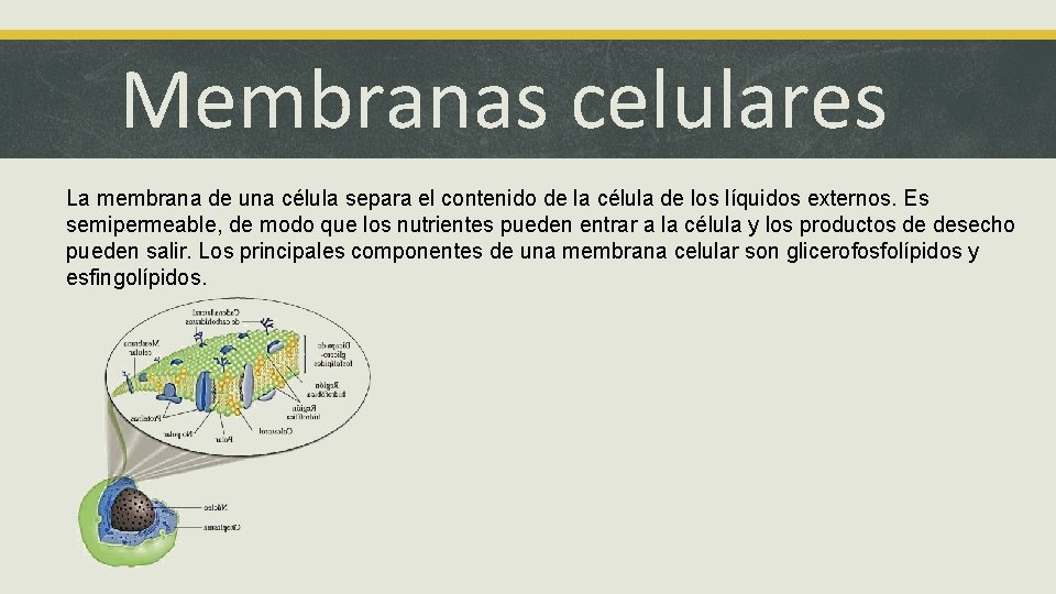 Membranas celulares La membrana de una célula separa el contenido de la célula de