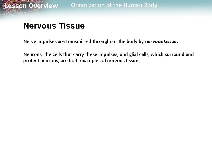 Lesson Overview Organization of the Human Body Nervous Tissue Nerve impulses are transmitted throughout