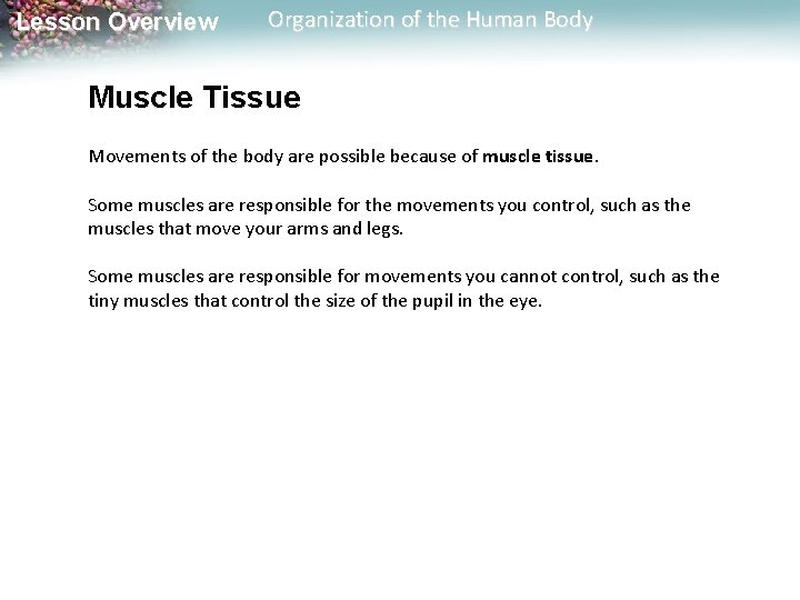 Lesson Overview Organization of the Human Body Muscle Tissue Movements of the body are