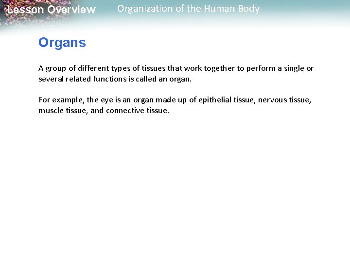 Lesson Overview Organization of the Human Body Organs A group of different types of