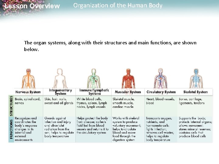 Lesson Overview Organization of the Human Body The organ systems, along with their structures
